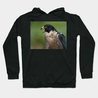 Hawk is talking to you Hoodie